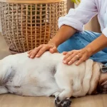 Balance and Heal Your Beloved Pets’ Energy with Animal Reiki