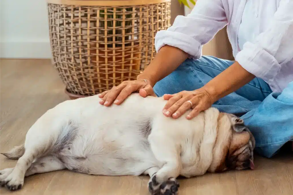 Balance and Heal Your Beloved Pets’ Energy with Animal Reiki