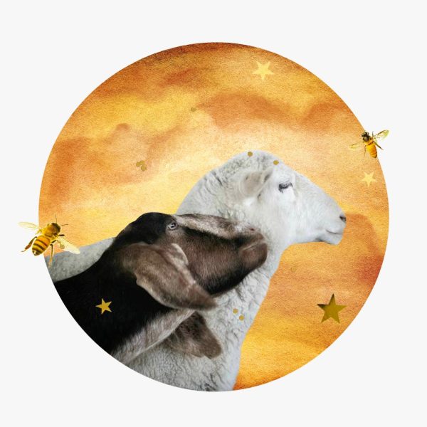 Horoscopes for Venus in Capricorn, 2024