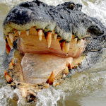 Bezos wedding – Venice bares its teeth