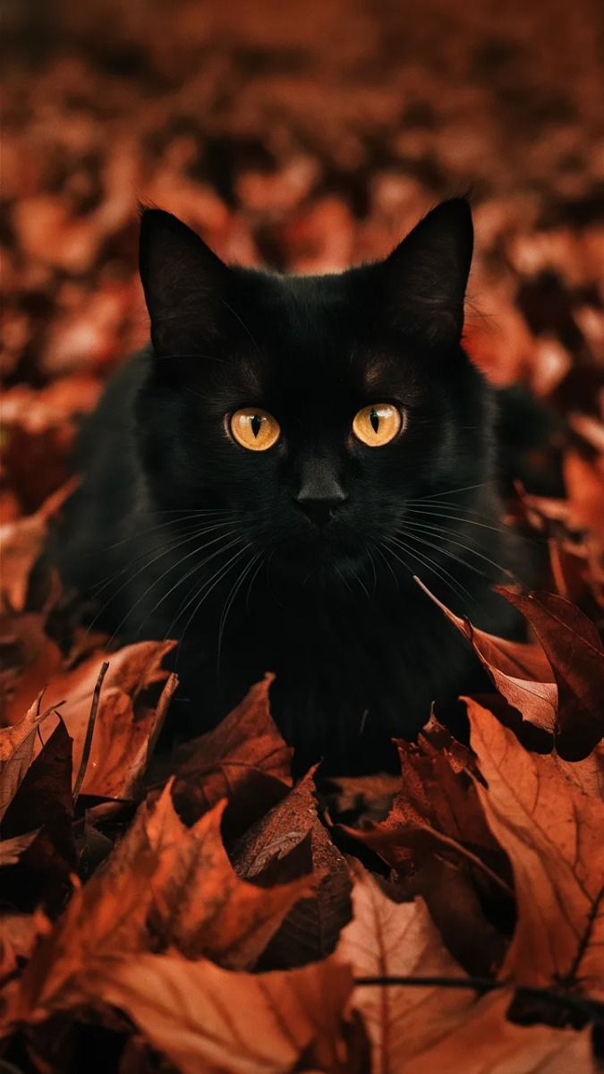 Resolute—Sun Enters Scorpio—23rd October.