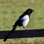 Magpies, eagles, pelicans – a parallel world