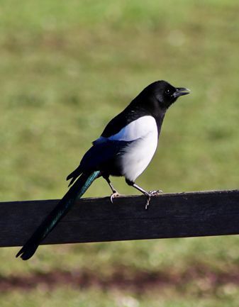 Magpies, eagles, pelicans – a parallel world