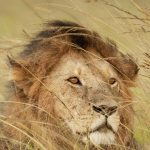 Hear me Roar—Sun in Leo meets moon in Aquarius—29th July.